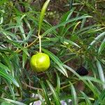 Thevetia neriifolia Fruto