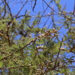 Vachellia abyssinica Лист