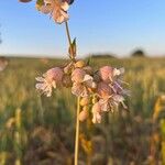 Silene vulgarisFlor