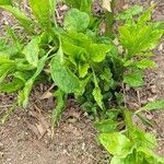 Spinacia oleracea List