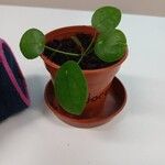 Pilea peperomioides Leaf