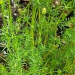 Galium × pomeranicum Цвят