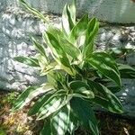 Maranta arundinacea برگ