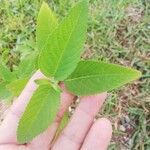 Lippia origanoides Lehti