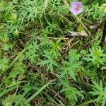 Geranium columbinum Hábito