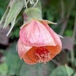 Abutilon jujuyense Kukka