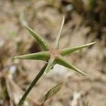 Damasonium polyspermum Lehti