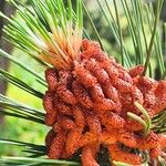 Pinus heldreichii Flor