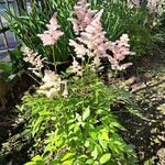 Astilbe japonica Hostoa