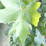 Platanus orientalisBlatt