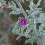 Echium angustifolium Квітка