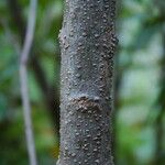 Citharexylum caudatum Bark