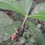 Trichostachys aurea Otro