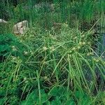 Carex grayi Leaf