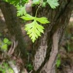 Crataegus marshallii Leaf