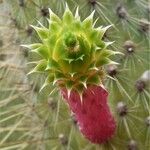 Cleistocactus smaragdiflorus Flower