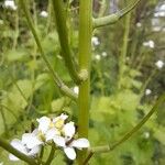 Alliaria petiolata Escorça
