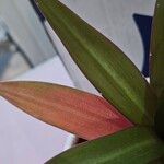 Tradescantia spathacea ഇല