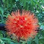 Brownea rosa-de-monte Flower