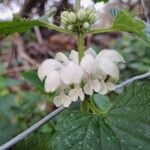 Lamium albumFlower