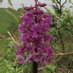 Orchis mascula Blomst