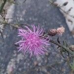 Centaurea stoebeBloem