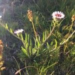 Erigeron alpinus অভ্যাস