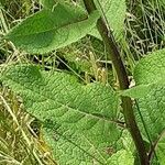 Verbascum chaixii Casca