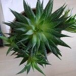 Aloe aristata Blad