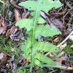 Cirsium muticum Feuille