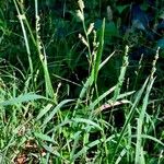 Echinochloa colonum Habit