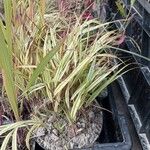 Hakonechloa macraLeaf