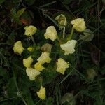 Pedicularis hoffmeisteri Alkat (teljes növény)