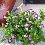 Torenia fournieriАгульны выгляд