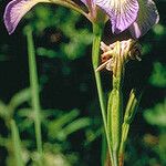 Iris prismatica