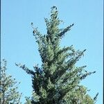 Pinus lambertiana Habitus