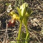 Ophrys lupercalis Mosusu