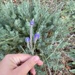 Lavandula pinnata Flower