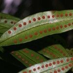 Microgramma thurnii Leaf