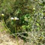 Erigeron foliosus Кара