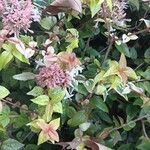 Abelia × grandifloraফুল