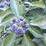 Hedera helix Fruit