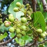 Glycosmis parviflora Fruit