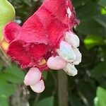 Capparis flexuosa Fruit