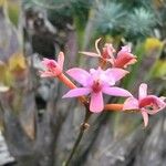 Epidendrum ibaguense Kvet