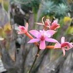 Epidendrum ibaguense Flower