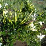 Turraea mombassana Άλλα
