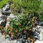Euphorbia fragifera Kwiat