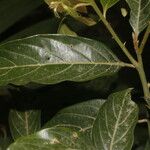 Nectandra membranacea Blatt