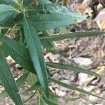 Sarcococca saligna Leaf